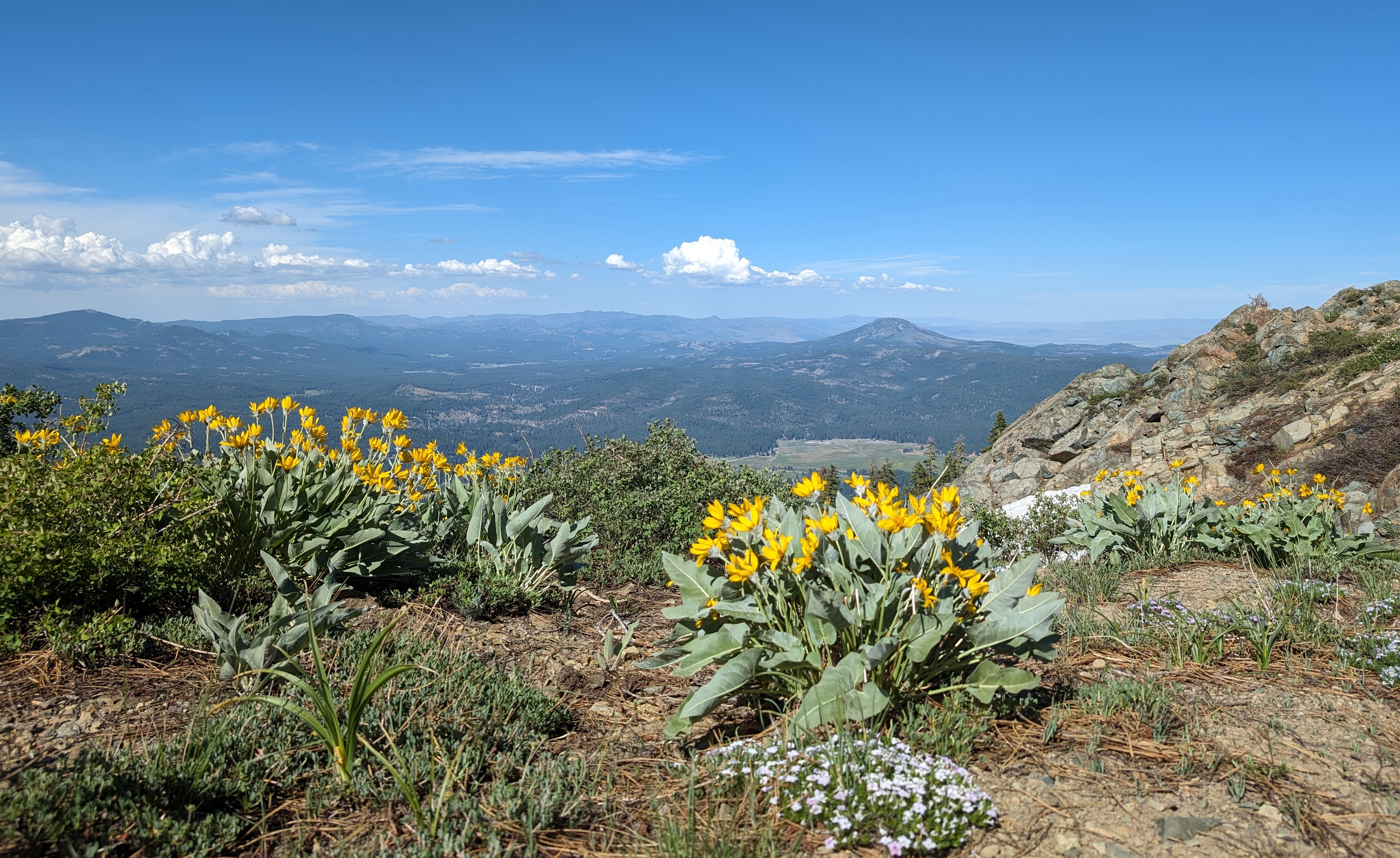 Expansive view looking towards distant mountain ranges with yellow flowers and other flora in the foreground.